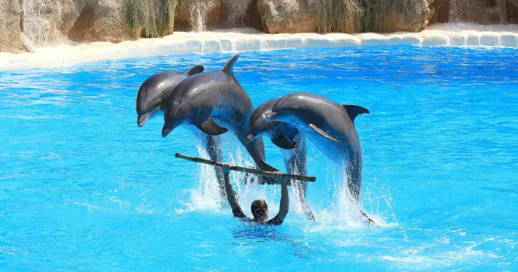 dubai dolphinarium