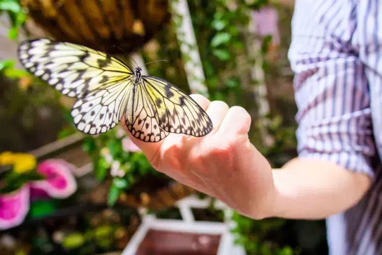 Butterfly Garden