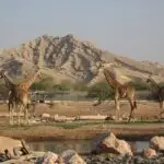 Top 5 Adventures In Al Ain Adventures (2026) Top 5 Adventures In Al Ain Adventures (2026)