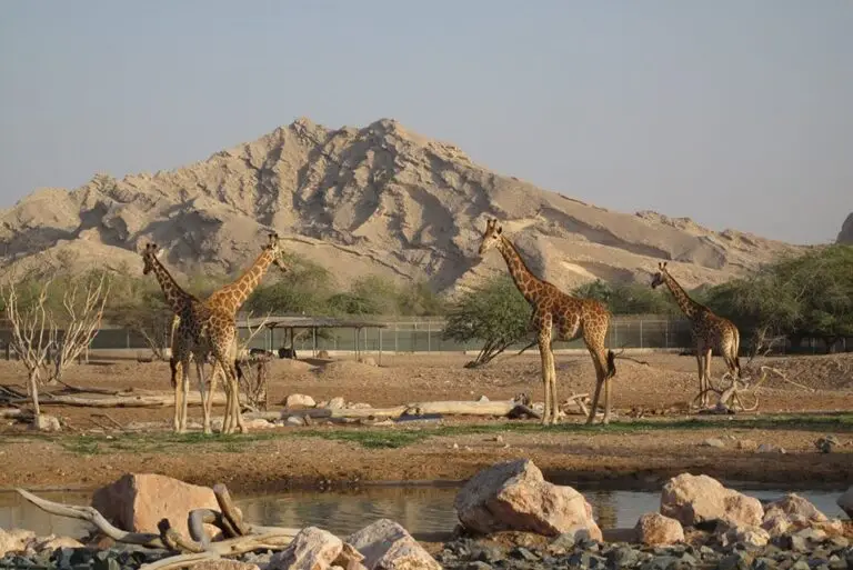 Top 5 Adventures In Al Ain Adventures (2026) Top 5 Adventures In Al Ain Adventures (2026)