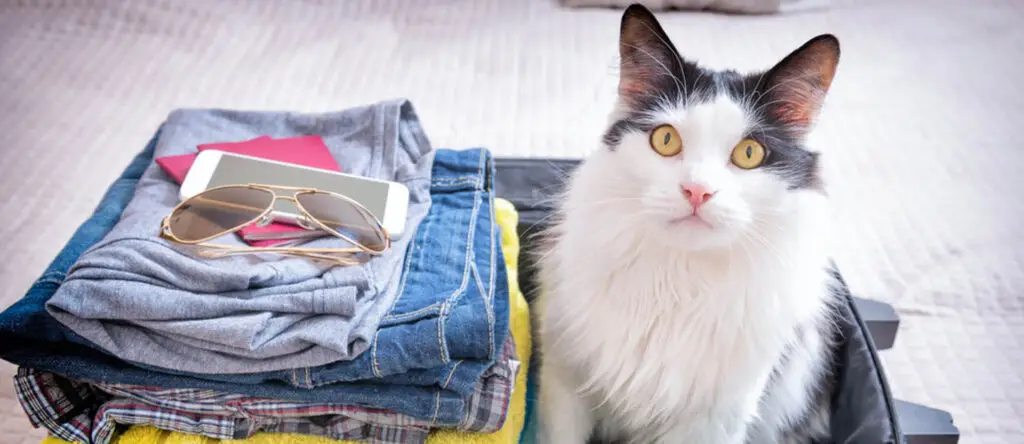 leave the uae with a pet
