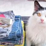 Leaving With Your Pet: Export Rules, Costs, And Destination Requirements
