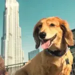 Bringing Pets To The Uae And Leaving With Them: Costs, Permits, And Rules