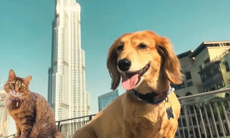 Bringing Pets To The Uae And Leaving With Them: Costs, Permits, And Rules Bringing Pets To The Uae And Leaving With Them: Costs, Permits, And Rules